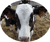 Chene Tied : veau de lait