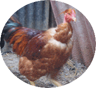 Chene Tied : volailles